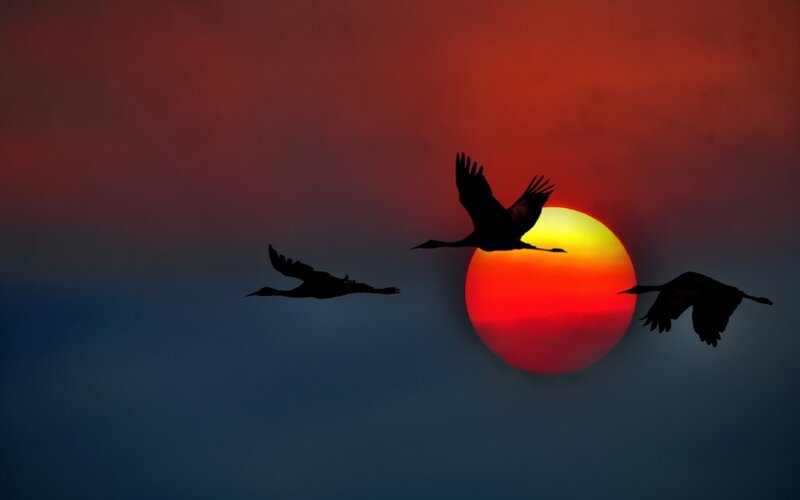 Three Birds Flying — Red, Dramatic, Sunset, Photograph, Sun