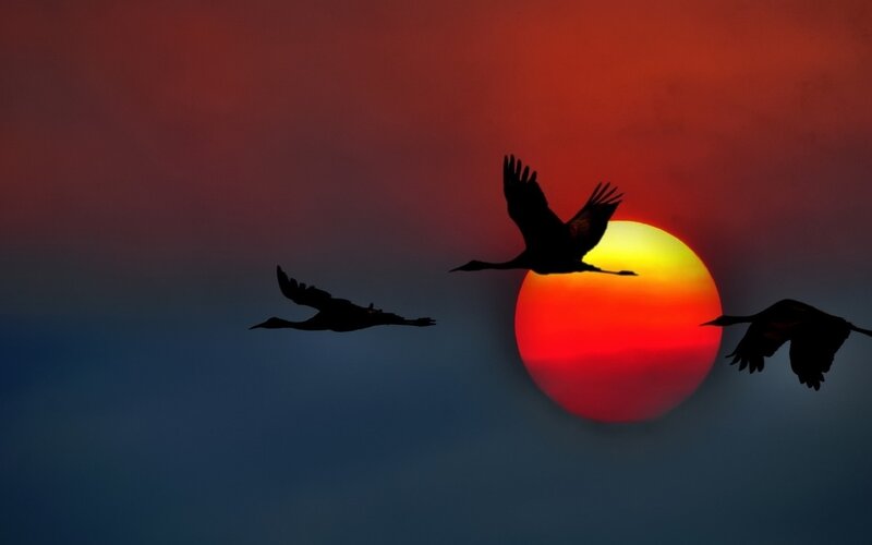 Three Birds Flying — Red, Dramatic, Sunset, Photograph