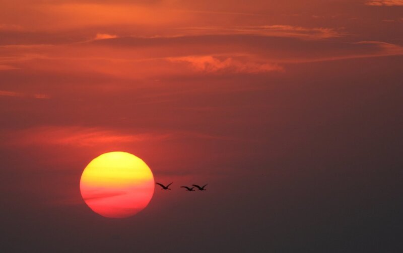 Three Birds Flying — Red