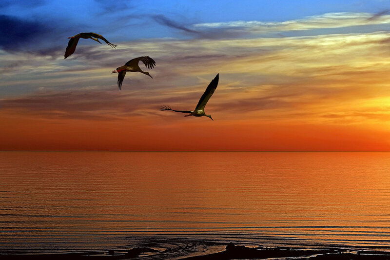 Three Birds Flying