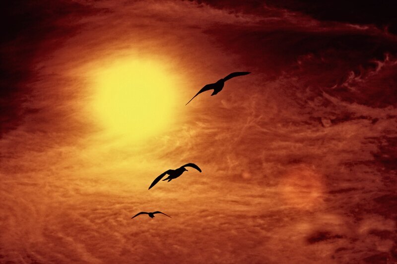Three Birds Flying — Yellow