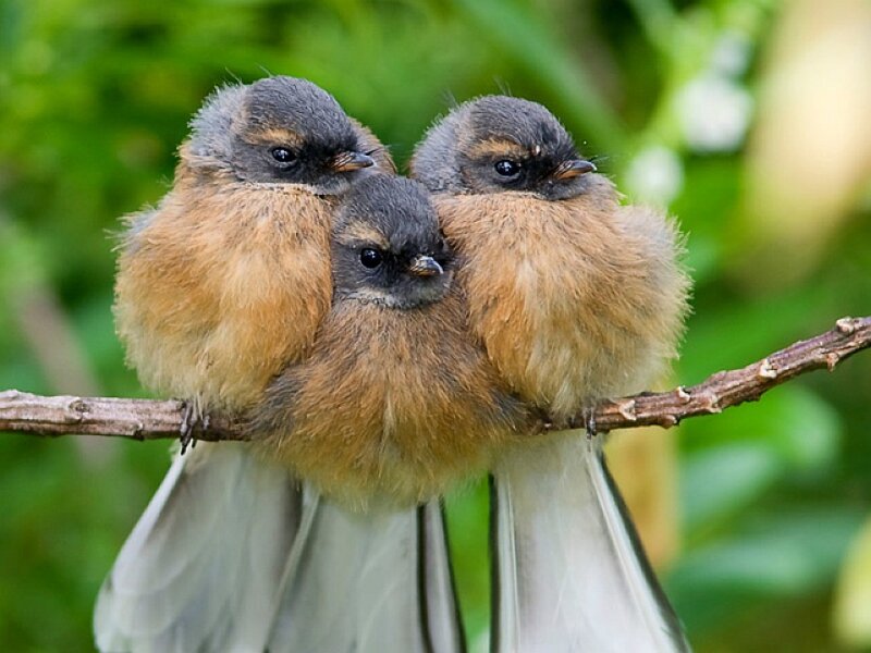 three birds huddled on a branch
