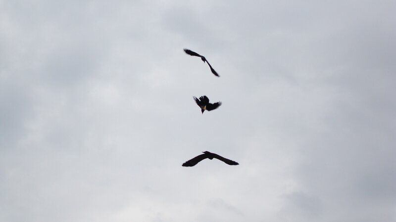 Three Birds in Flight — Gray, Overcast
