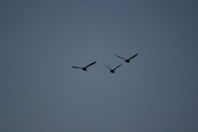 Three Birds in Flight — Gray
