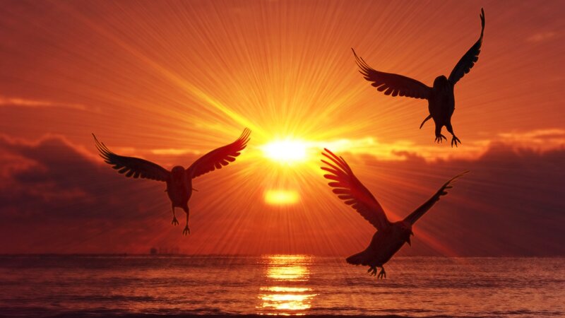 Three Birds in Flight — Orange