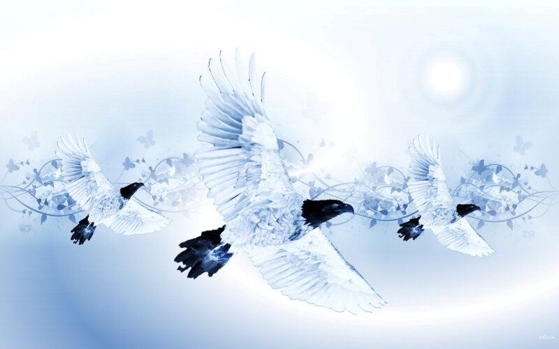 Three Birds in Flight