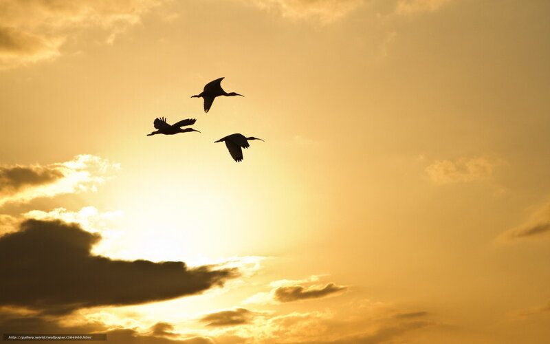 Three Birds in Flight — Yellow