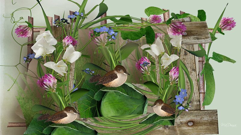 Three Birds in Garden