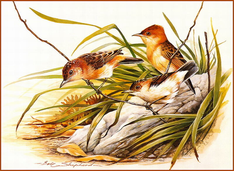Three Birds in Reeds