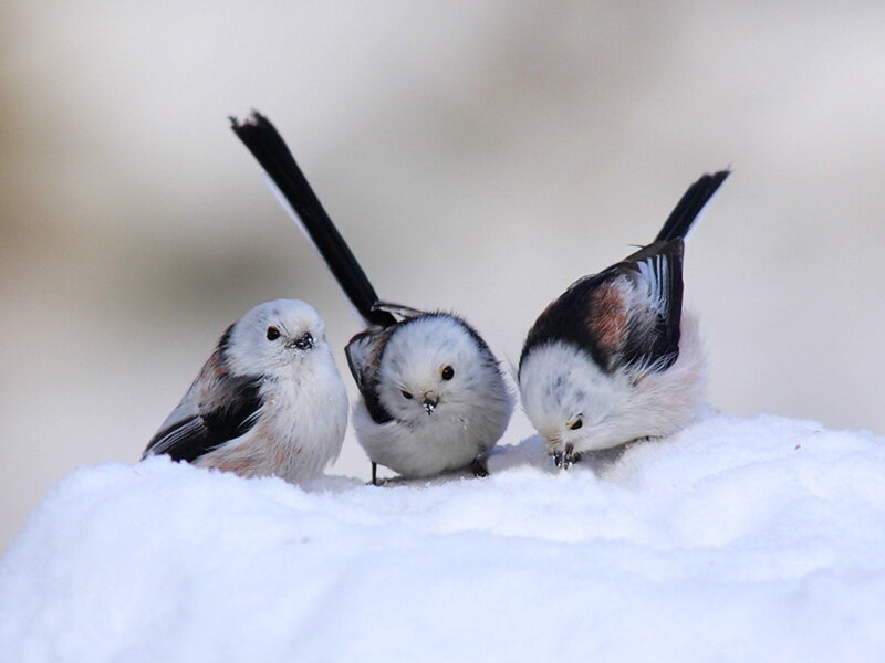 Three Birds in Snow