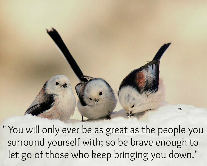 Three Birds in Snow — White, Calm, Winter