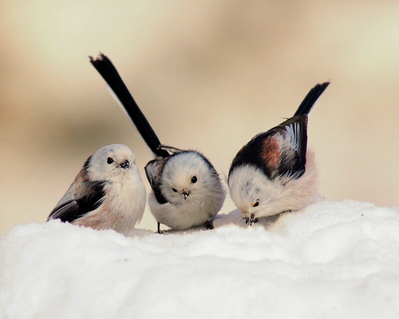 Three Birds in Snow — White