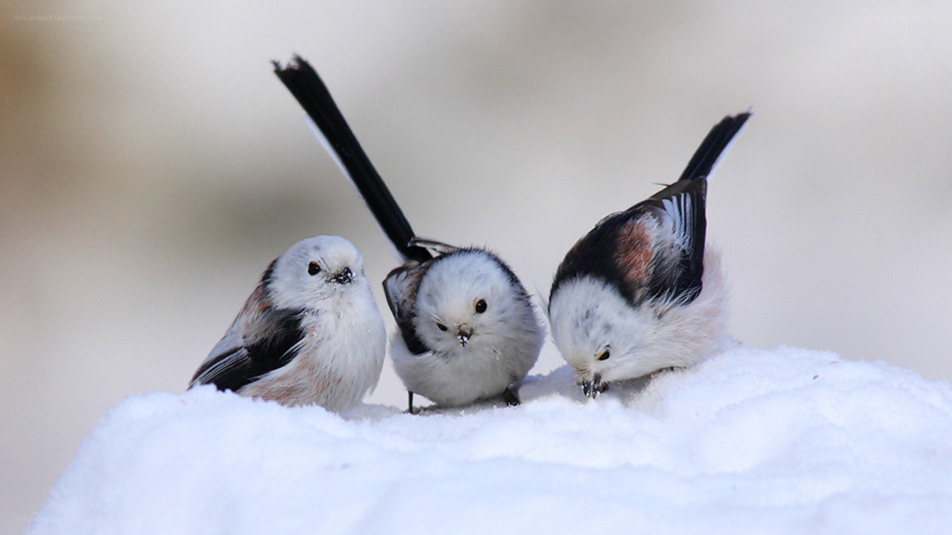 Three birds in the snow