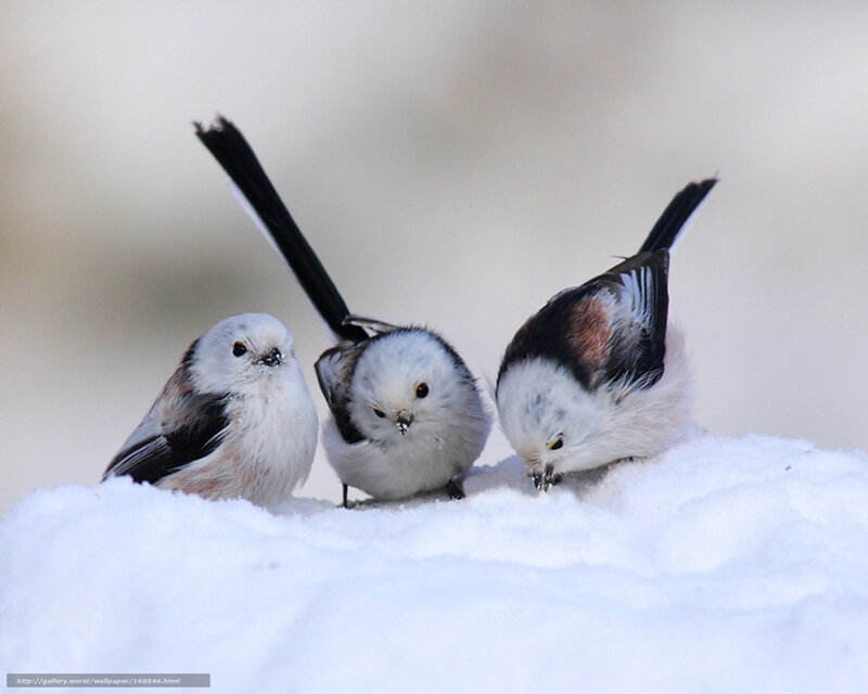 Three birds in the snow
