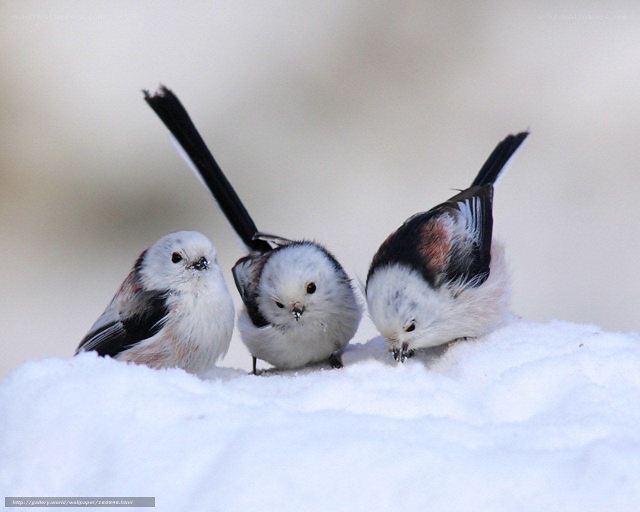 Three birds in the snow