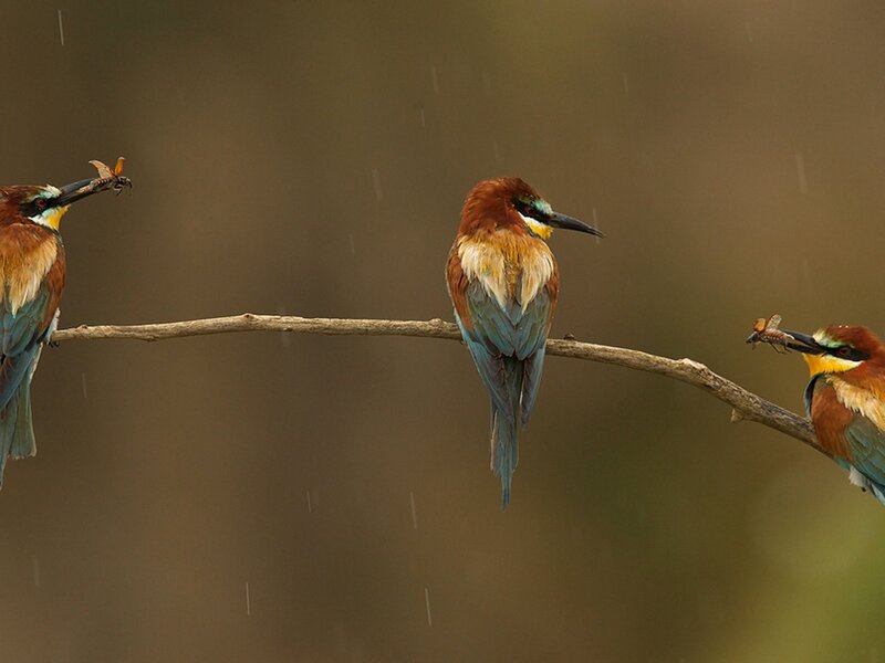 Three birds on a branch