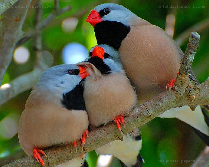 Three birds on a branch