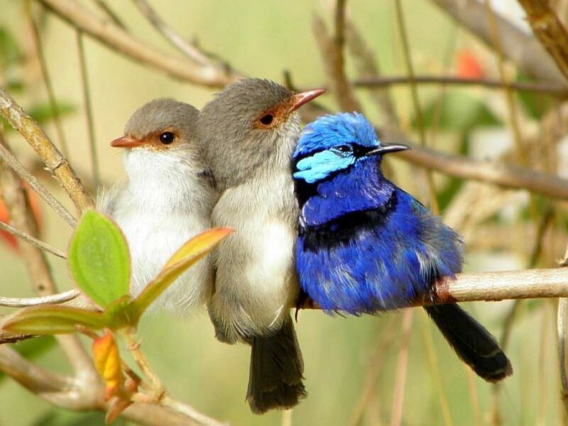 Three birds on a branch