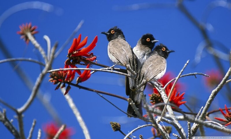 Three Birds on a Branch — Blue, Calm