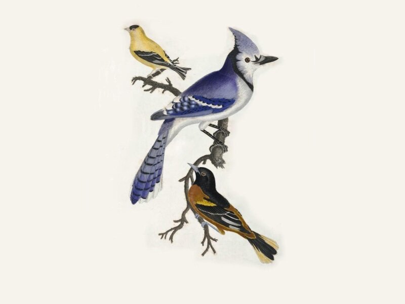 Three Birds on a Branch — Blue