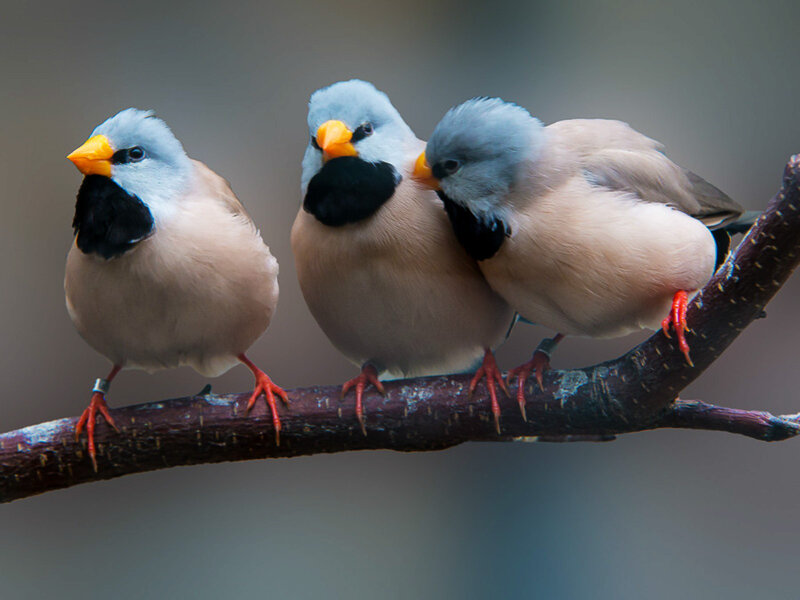 Three Birds on a Branch — Gray