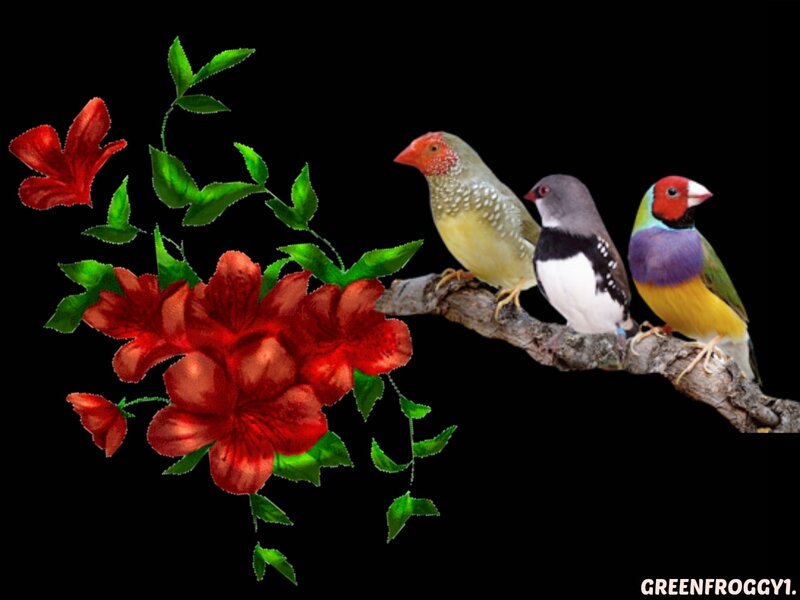 Three Birds on a Branch — Red, Calm
