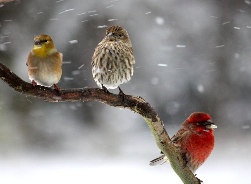 Three Birds on a Branch — Red