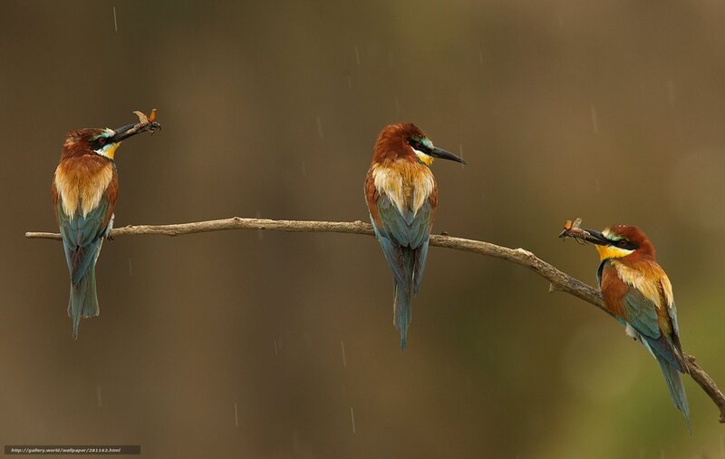Three birds on a branch
