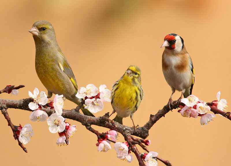 Three Birds on a Branch — Yellow