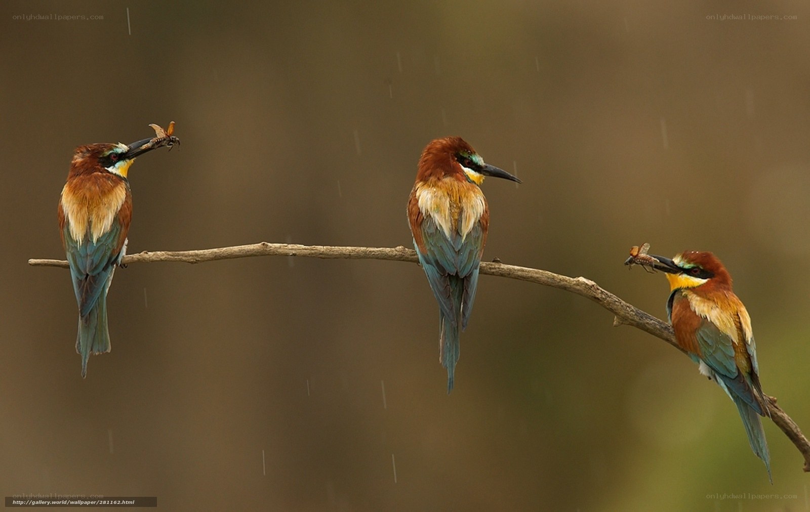 Three birds on a branch