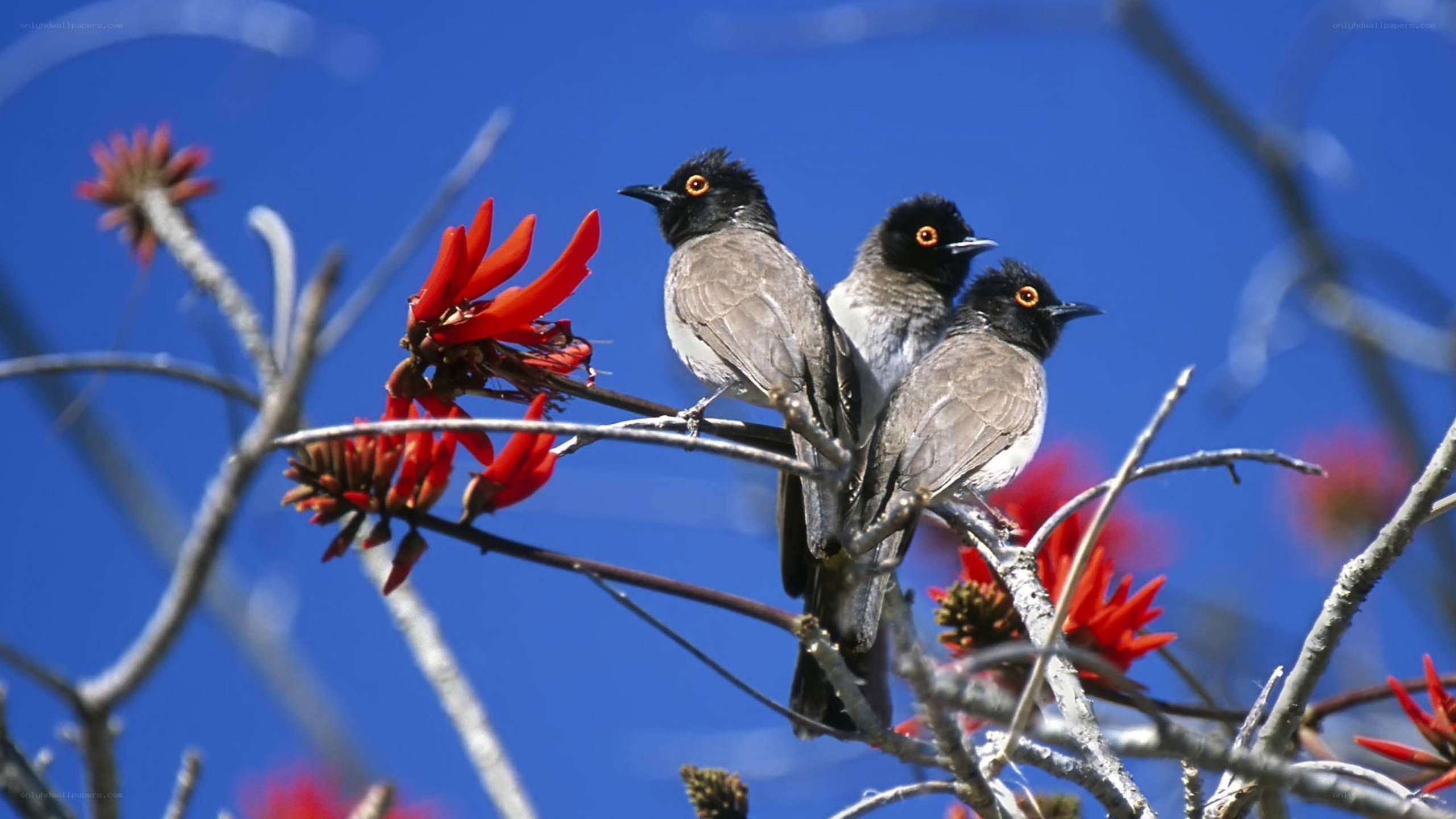 Three birds on a flowering branch