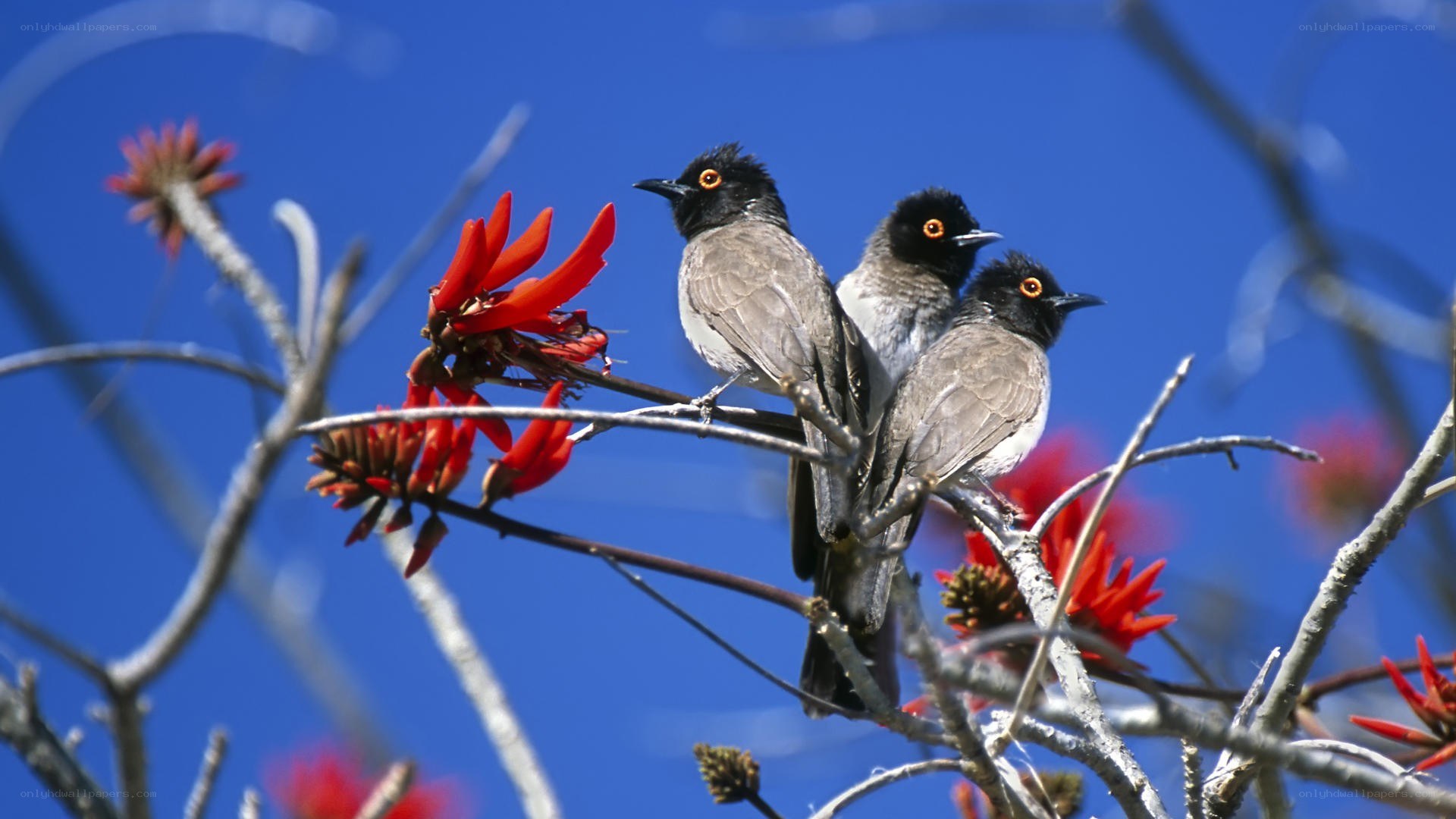 Three birds on a flowering branch