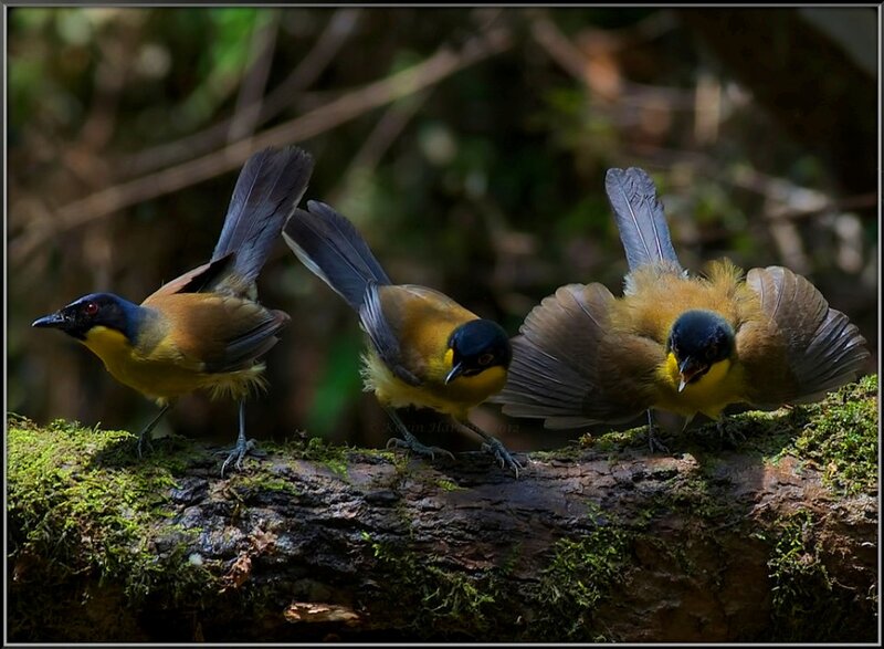 Three Birds on a Log