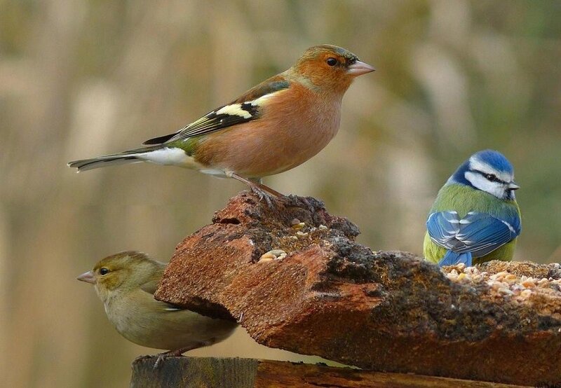 Three Birds on a Perch