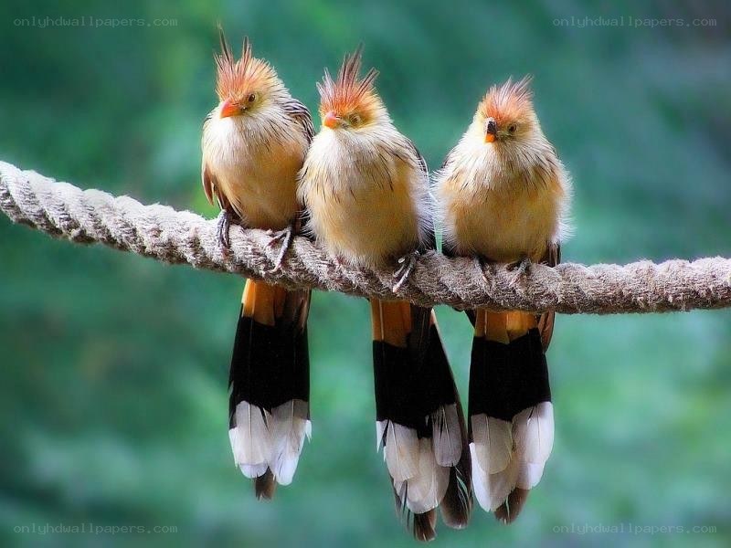 three birds on a rope