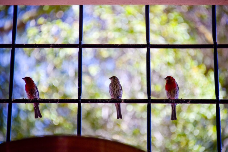 Three Birds on a Wire