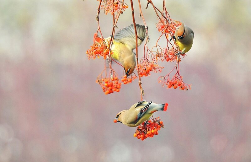 Three Birds on Berries