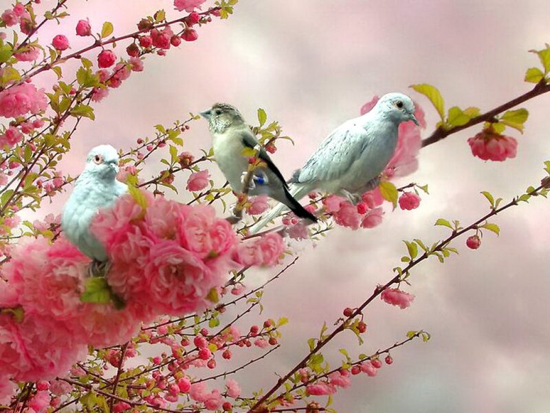 Three Birds on Blossoms — Pink