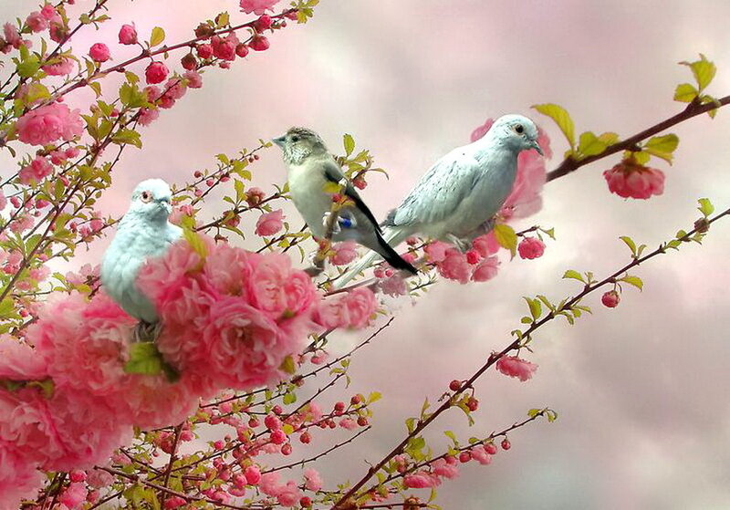 Three Birds on Blossoms