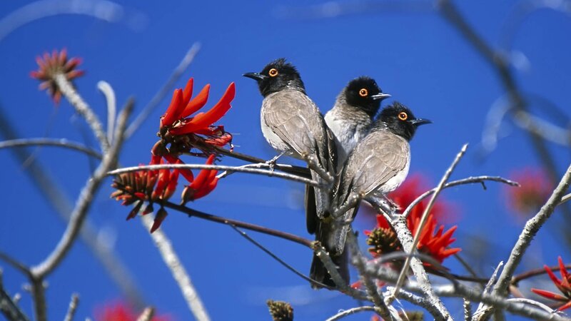 Three Birds on Branch — Blue, Calm, Afternoon, Photograph