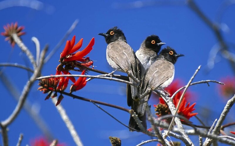 Three Birds on Branch — Blue, Calm