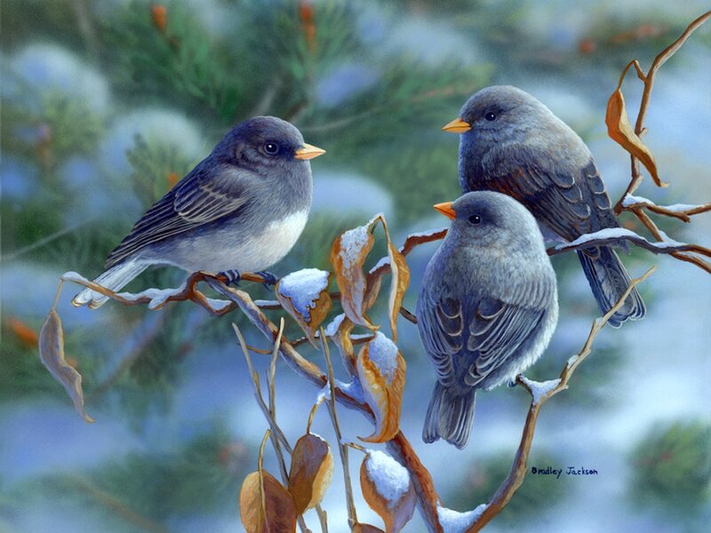 Three Birds on Branch — Gray