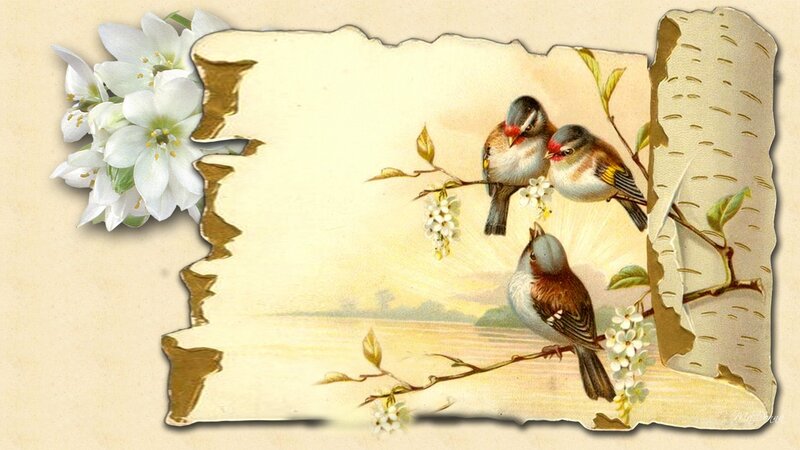 Three Birds on Branch