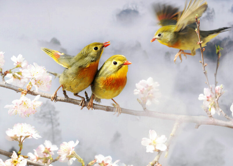 Three Birds on Branch — Yellow