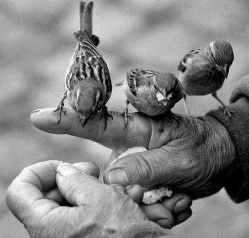 Three Birds on Hands