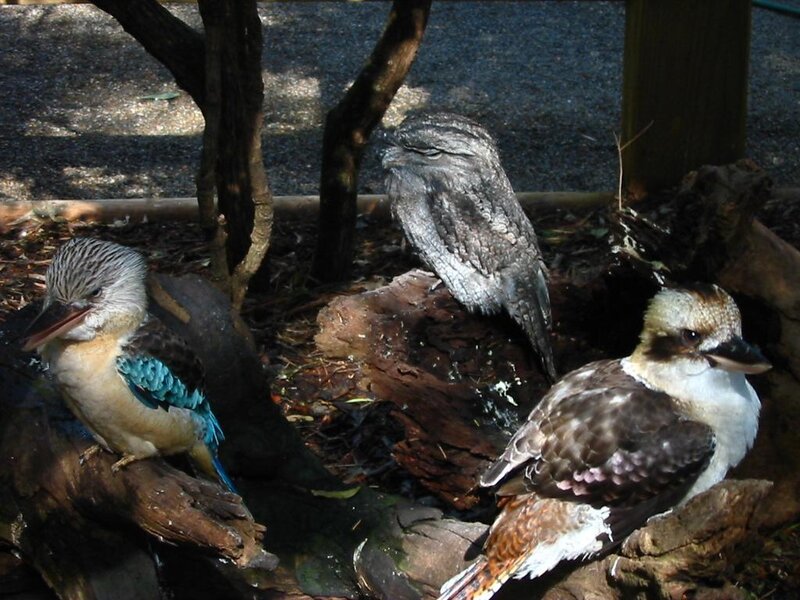 Three birds on logs