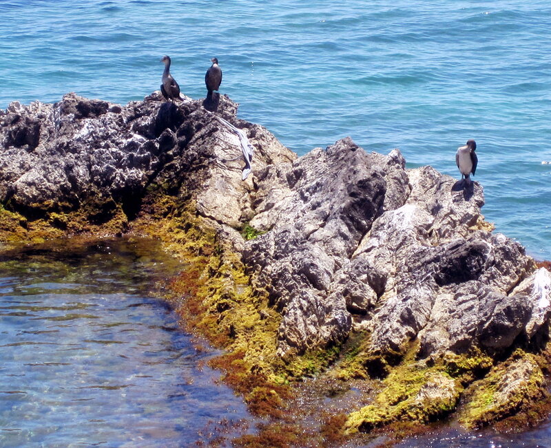 Three Birds on Rocks — Blue
