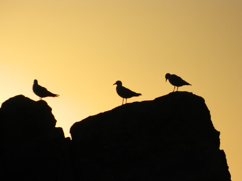 Three Birds on Rocks