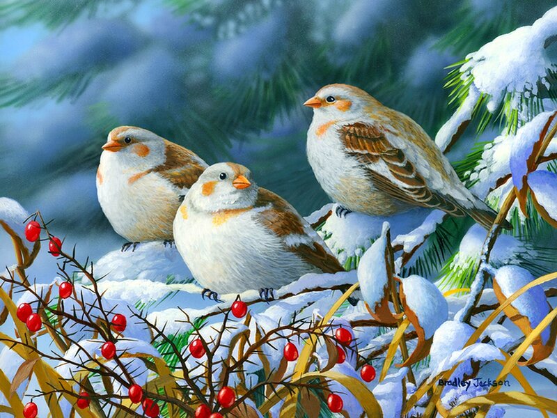 Three Birds on Snowy Branch