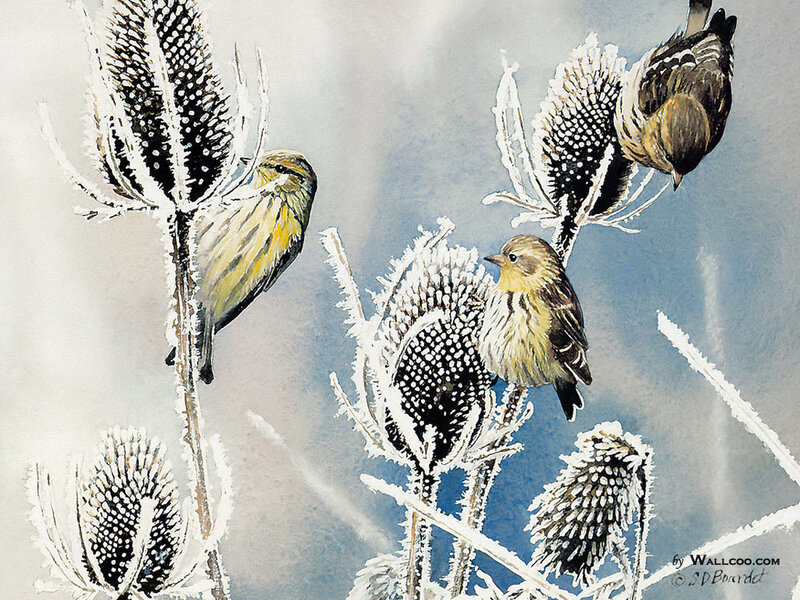 Three Birds on Thistles